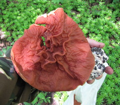 Gyromitra fastigiata