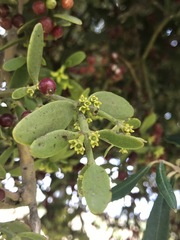Viscum cruciatum