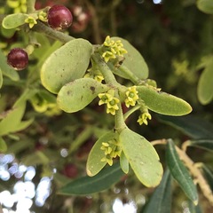 Viscum cruciatum