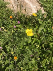 Ranunculus millefolius