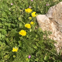 Ranunculus millefolius