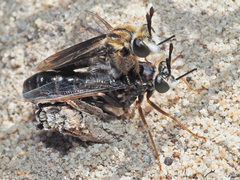 Cephalocera