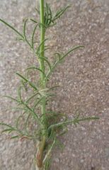 Crupina crupinastrum