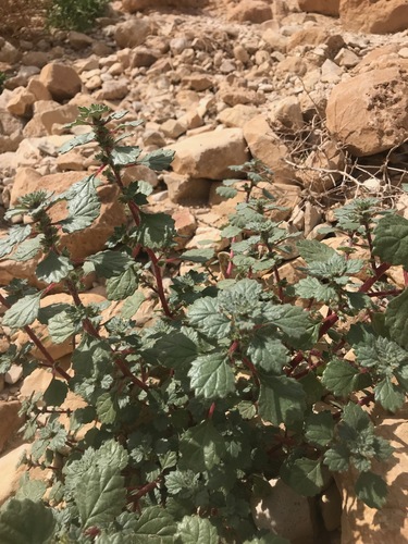 Desert Nettle