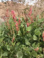 Rumex cyprius