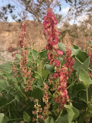 Rumex cyprius