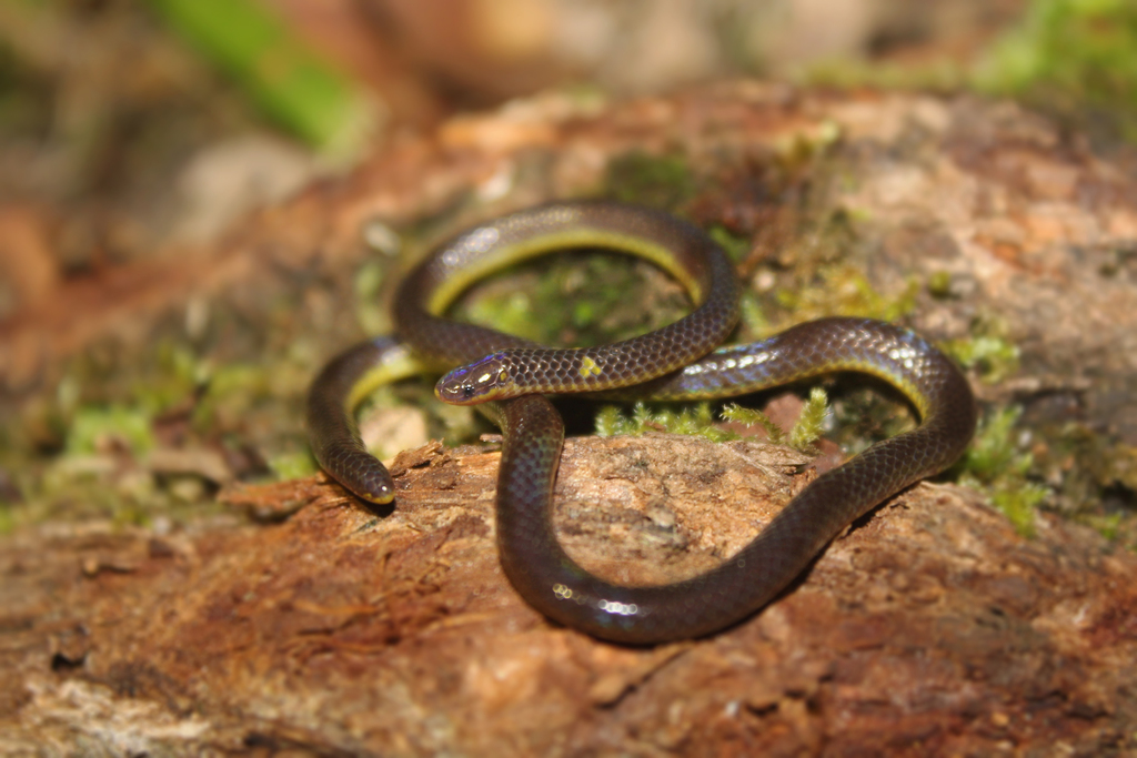 Lovi's Reed Snake