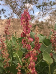 Rumex cyprius
