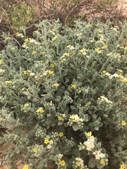 Heliotropium arbainense