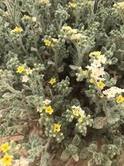 Heliotropium arbainense