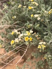 Heliotropium arbainense