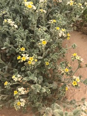 Heliotropium arbainense