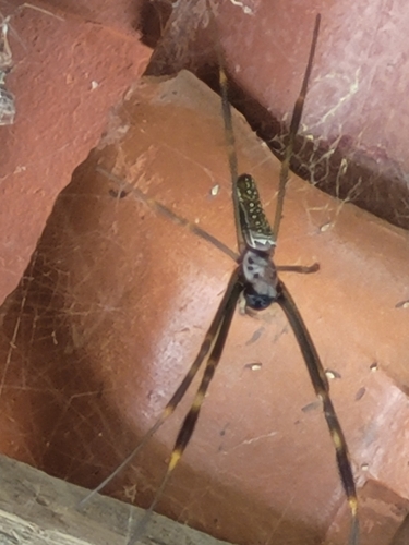Golden Silk Spider