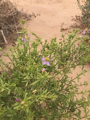 Fagonia mollis