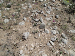 Crupina crupinastrum