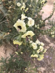 Hyoscyamus desertorum