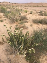 Hyoscyamus desertorum