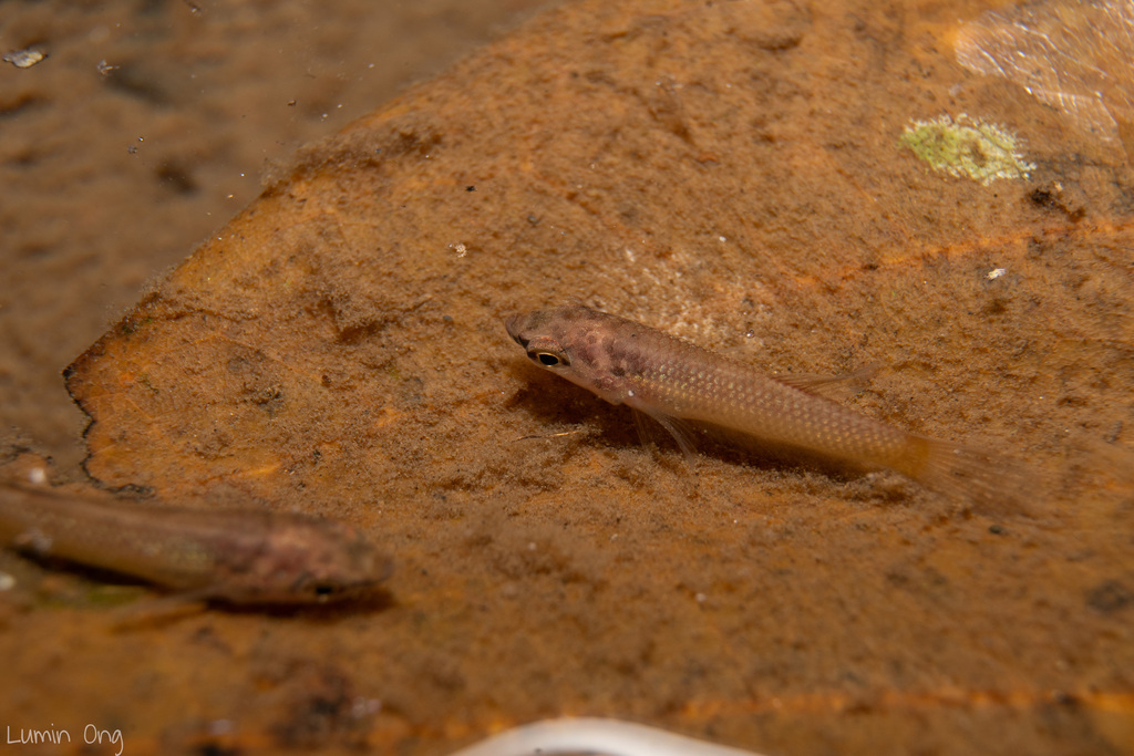 Forest betta (Betta pugnax) — Osphronemidae
