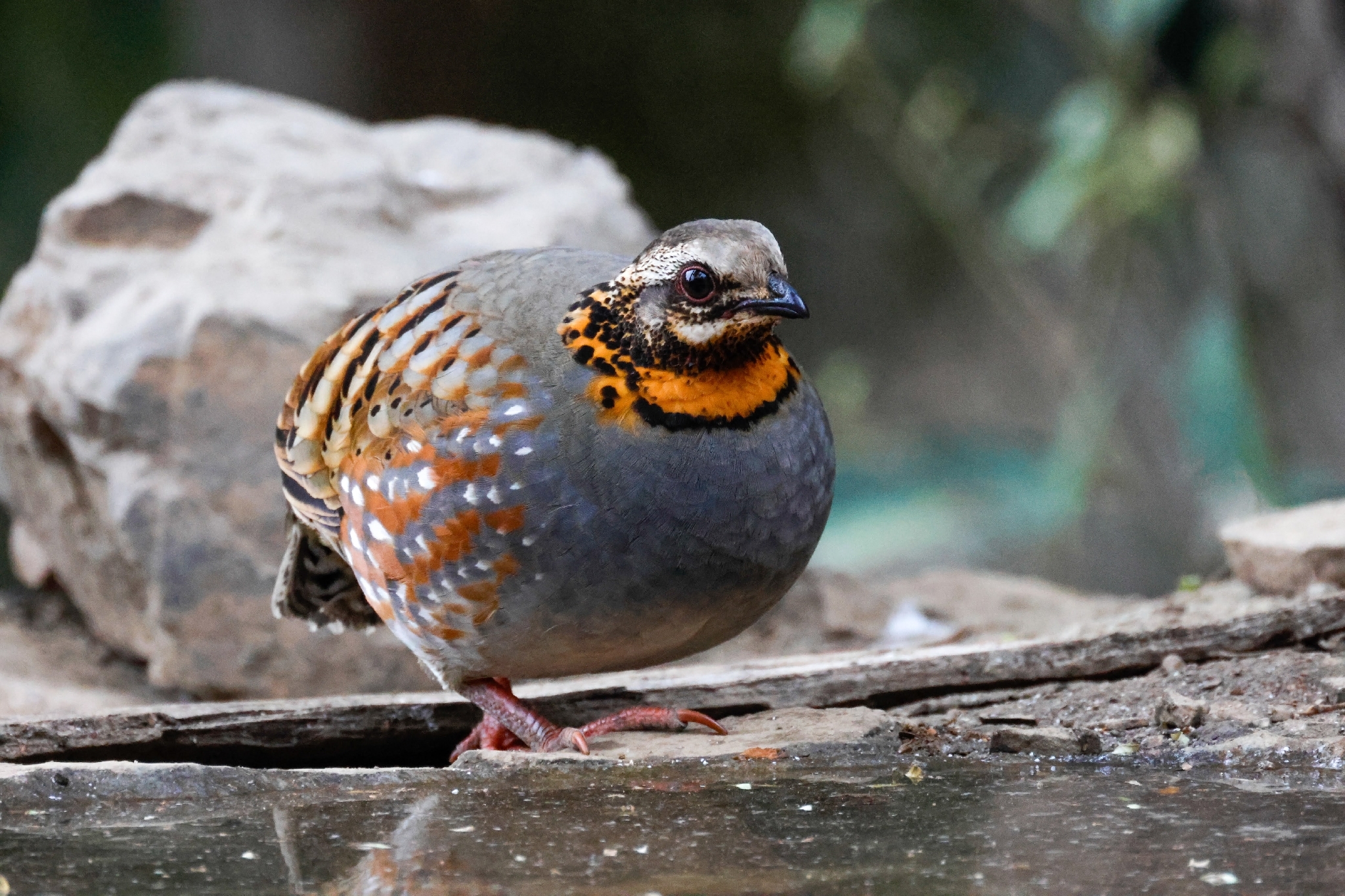 Rufous-throated Partridge (Arborophila rufogularis), photo 7
