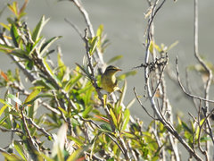 Phylloscopus affinis