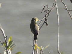 Phylloscopus affinis