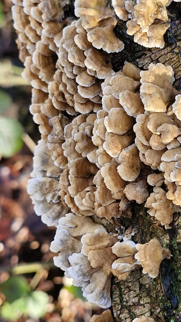 Plicatura crispa · February 2026 · photo: © cfg (iNaturalist, cc-by)