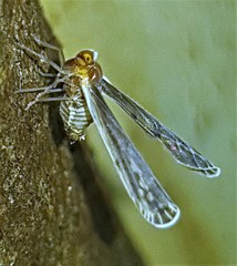 Otiocerinae