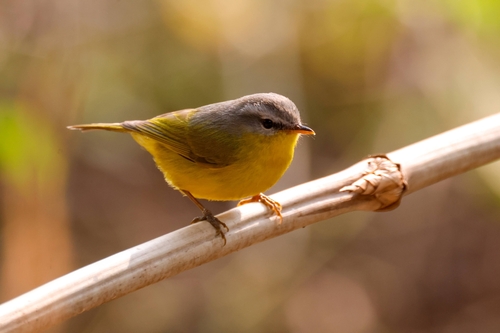 Grey-hooded Warbler (Phylloscopus xanthoschistos), photo 3