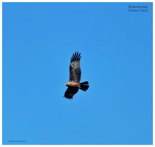 Brahminy Kite