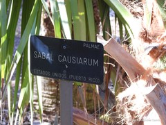 Sabal causiarum