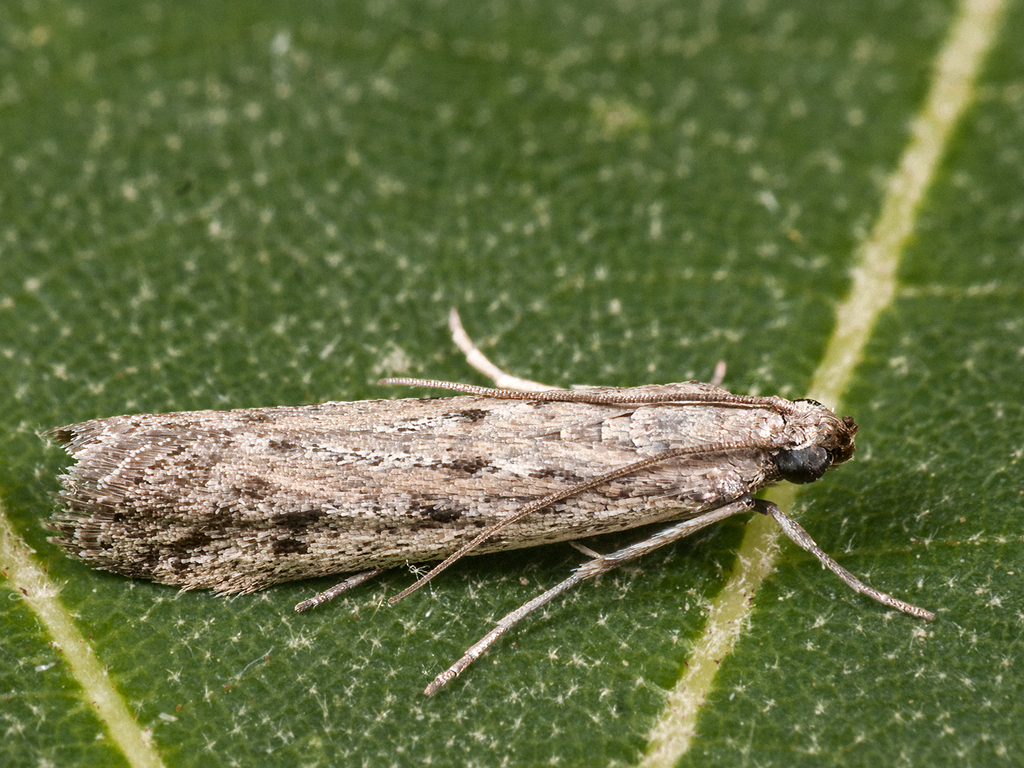 Phycitodes maritima