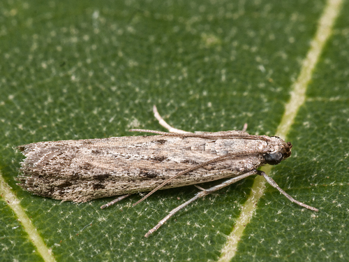 Phycitodes maritima