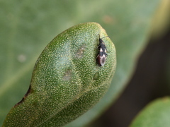 Oxycarenus luctuosus