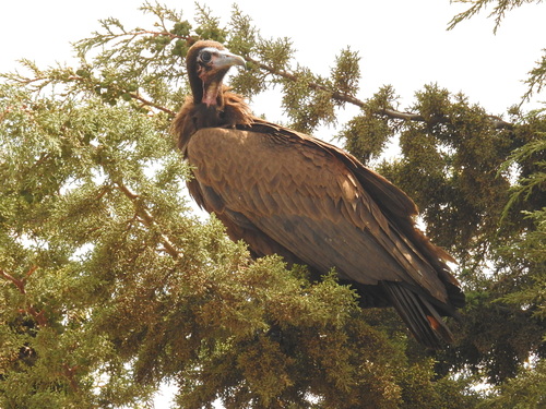 Hooded Vulture