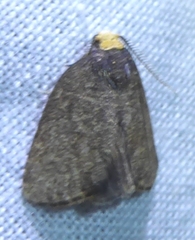 Eugoa indeclaratana