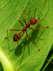 Oecophylla smaragdina