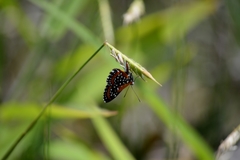 Lemonias stalachtioides