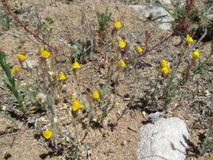 Linaria huteri