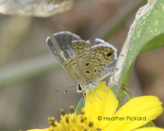 Hemiargus ceraunus