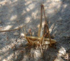Chinnandectes neenan