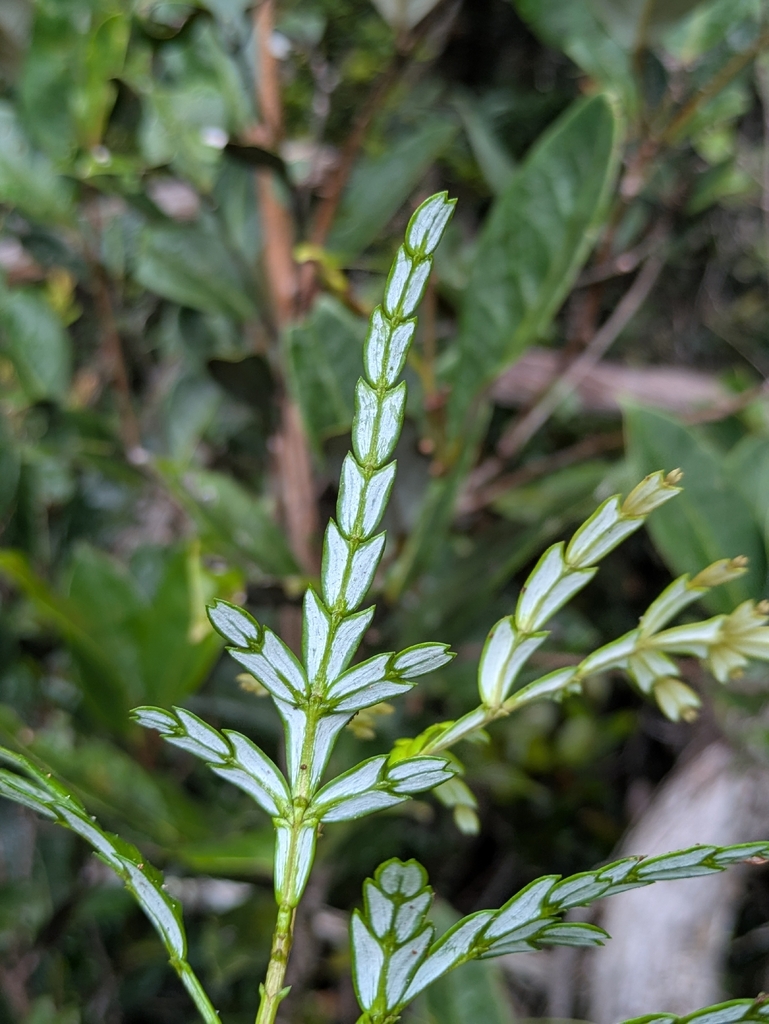 Papuan Incense Cedar (Papuacedrus papuana)