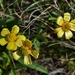 Ranunculus pedatus - Photo (c) Dima Vladimirov, algunos derechos reservados (CC BY-NC), subido por Dima Vladimirov