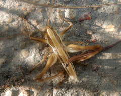 Chinnandectes neenan