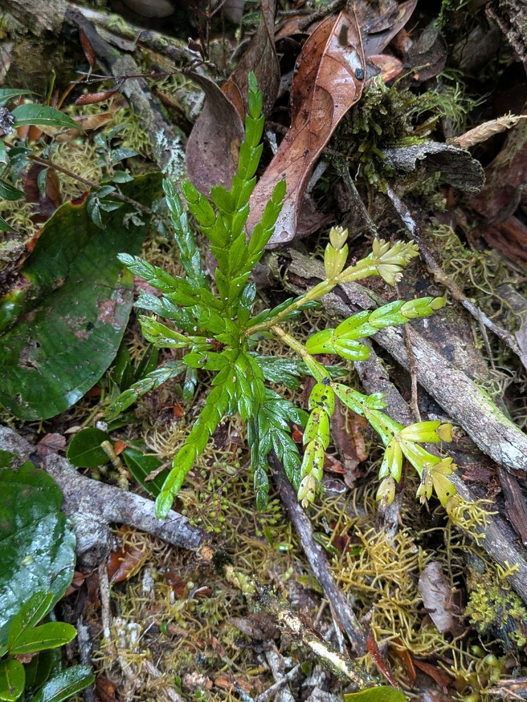 Papuacedrus papuana (Papuacedrus papuana)