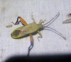 Mirabilamorbus monteithi