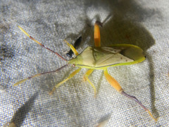 Mirabilamorbus monteithi