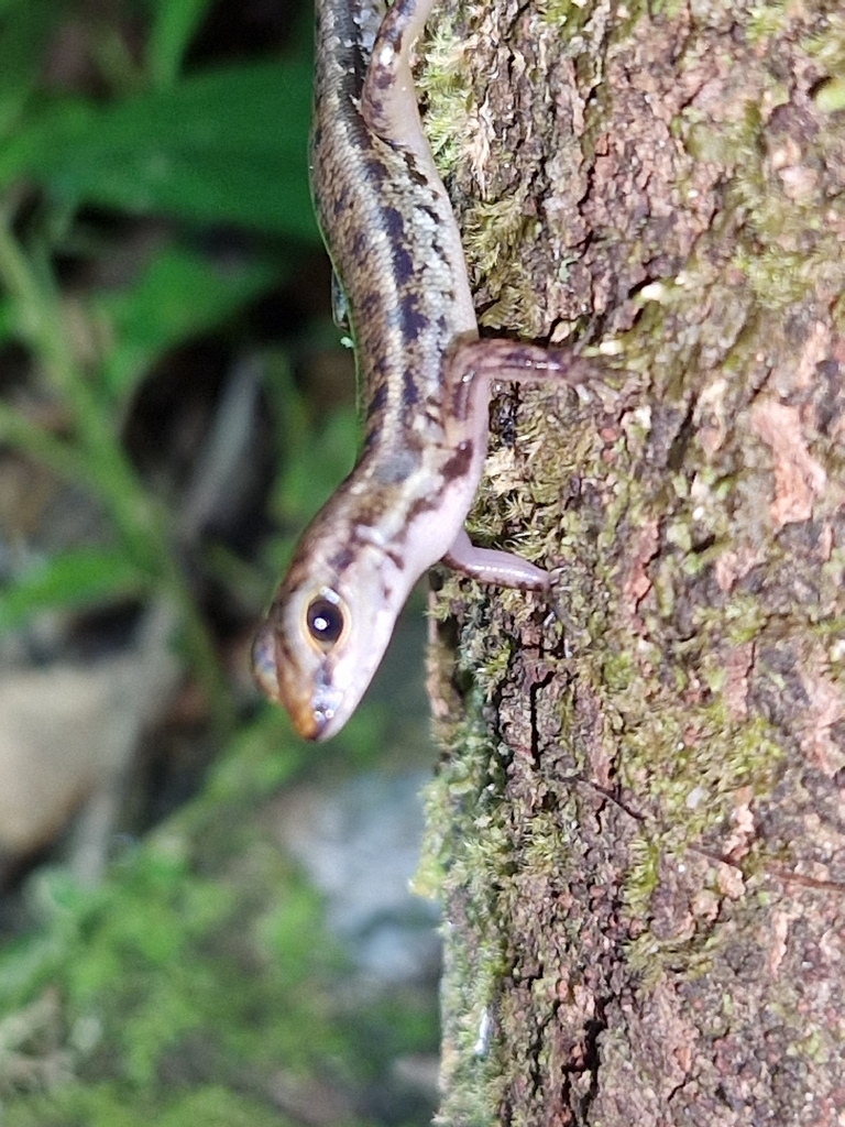 Common Forest Skink (Sphenomorphus simus)