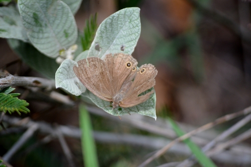 Yphthimoides patricia