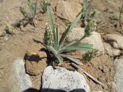 Plantago bellardii