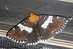 Buzara latizona